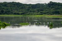 Des oiseaux dans les marais d'Orx dans les Landes