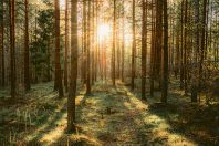 La forêt, un milieu naturel à préserver