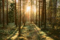 La forêt, un milieu naturel à préserver