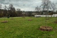 Ganivelles arbres
