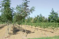 A Nebias, dans l’Aude, les pépiniéristes cultivent de jeunes plants forestiers qu’ils mettent ensuite à la disposition des communes.