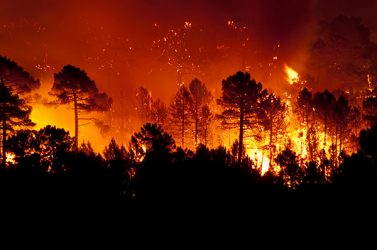 Un incendie de forêt