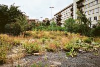 A Aubervilliers, la couche d’enrobé laissée sur place après la destruction d’un parking a permis de créer un espace de rocaille, entre friche et jardin botanique.