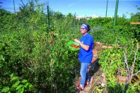 FRANCE - ENVIRONMENT - IN THE CITY - FOOD - URBAN AGRICULTURE