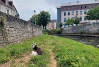Le troupeau de chèvres au bord des berges de la Creuse à Aubusson contient
les repousses des renouées avec efficacité.