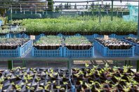 Des plants cultivés