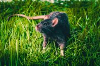 Le rat noir est une espèce exotique envahissante
dans des pays comme la France, Malte ou la République
dominicaine.