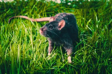 Le rat noir est une espèce exotique envahissante
dans des pays comme la France, Malte ou la République
dominicaine.