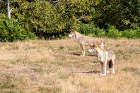 Loup d'Europe