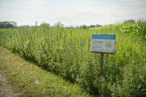 Le chanvre fait partie des cultures à bas niveau d'intrants, c'est-à-dire qu'elle utilise peu ou pas de pesticides.