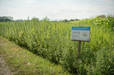 Le chanvre fait partie des cultures à bas niveau d'intrants, c'est-à-dire qu'elle utilise peu ou pas de pesticides.