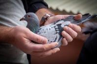 Pigeon