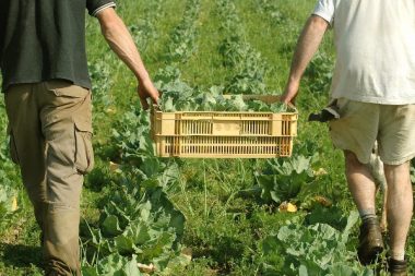Agriculture biologique