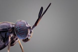 Alpha Chitin produit du chitosane à partir des carapaces d'insectes.