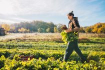 Le maraîchage communal vise à alimenter la cuisine centrale de la ville en légumes bios et locaux et à développer la vente directe au profit des habitants.