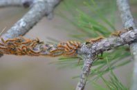 Processionary caterpillar (chenilles processionnaires)
