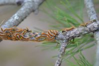 Processionary caterpillar (chenilles processionnaires)