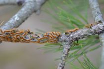 Processionary caterpillar (chenilles processionnaires)