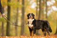 Chien_laisse-min