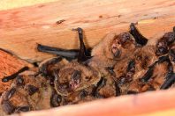 Pipistrelles communes