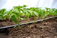 CULTURE_ARROSAGE_IRRIGATION