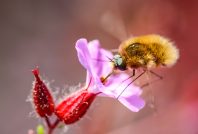 Copie de Grand Bombyle_Bombylius major_HORIZONTAL©OphelieRicci