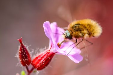 Copie de Grand Bombyle_Bombylius major_HORIZONTAL©OphelieRicci
