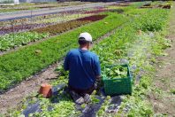 Maraichage agriculture