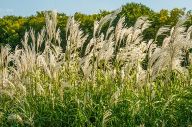 Bernwiller (Haut-Rhin) fait coup double en utilisant le miscanthus pour dépolluer ses captages et chauffer ses bâtiments.