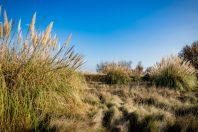 Récemment classée en espèce exotique envahissante de niveau 2, l'herbe de la pampa est désormais interdite 
et sa maîtrise est essentielle à la protection de la biodiversité.