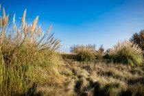 Récemment classée en espèce exotique envahissante de niveau 2, l'herbe de la pampa est désormais interdite 
et sa maîtrise est essentielle à la protection de la biodiversité.