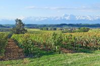 vignobles-pyrenees-1