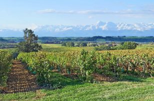 La Région Occitanie parie sur l&rsquo;innovation pour son vignoble