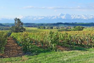 vignobles-pyrenees-1