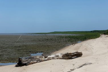 La plage de Awala-Yalimapo en ­Guyane