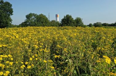 La nouvelle unité de méthanisation de Herbsheim-Benfeld
(Bas-Rhin) fournit plus d'énergie grâce à une plante fourragère.