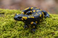 salamandre tachetée