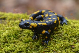salamandre tachetée