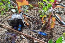 Photo 1 – Une sonde humidité est référente pour une centaine de programmateurs d’arrosage © Ville de Martigues