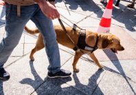 Aider les agents familles d’accueil pour chien guide d’aveugle