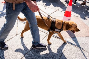 France Paris Démonstration de l'école des chiens guides