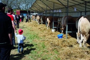 Public passant devant des vaches charolaises primées lors d'un concours