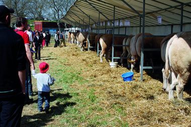 Public passant devant des vaches charolaises primées lors d'un concours