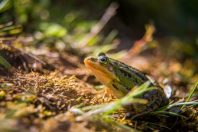 A beautiful common green water frog enjoying sunbathing in a natural habitat at the forest pond.