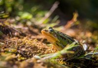 A beautiful common green water frog enjoying sunbathing in a natural habitat at the forest pond.