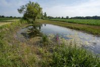 MUTTERSHOLTZ_Mare-pres-de-Hoehlachgraben-2©GillesLECUIR