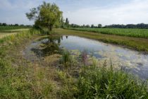 MUTTERSHOLTZ_Mare-pres-de-Hoehlachgraben-2©GillesLECUIR