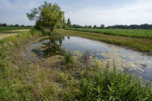 MUTTERSHOLTZ_Mare-pres-de-Hoehlachgraben-2©GillesLECUIR