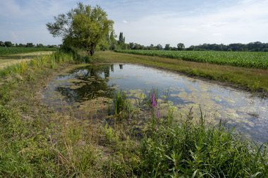 MUTTERSHOLTZ_Mare-pres-de-Hoehlachgraben-2©GillesLECUIR