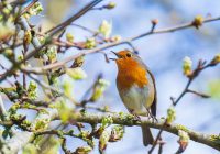 European robin bird Erithacus rubecula singing